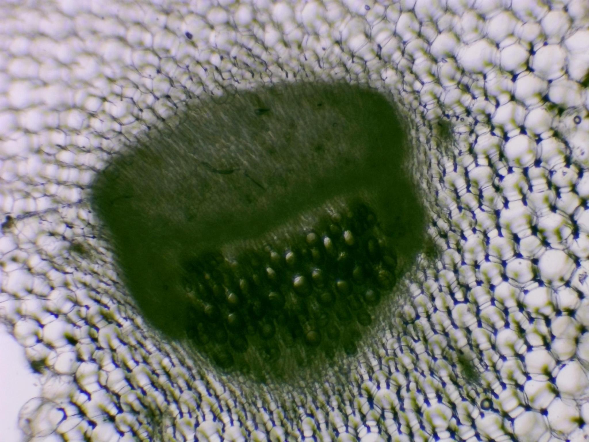 Stem cross section under microscope