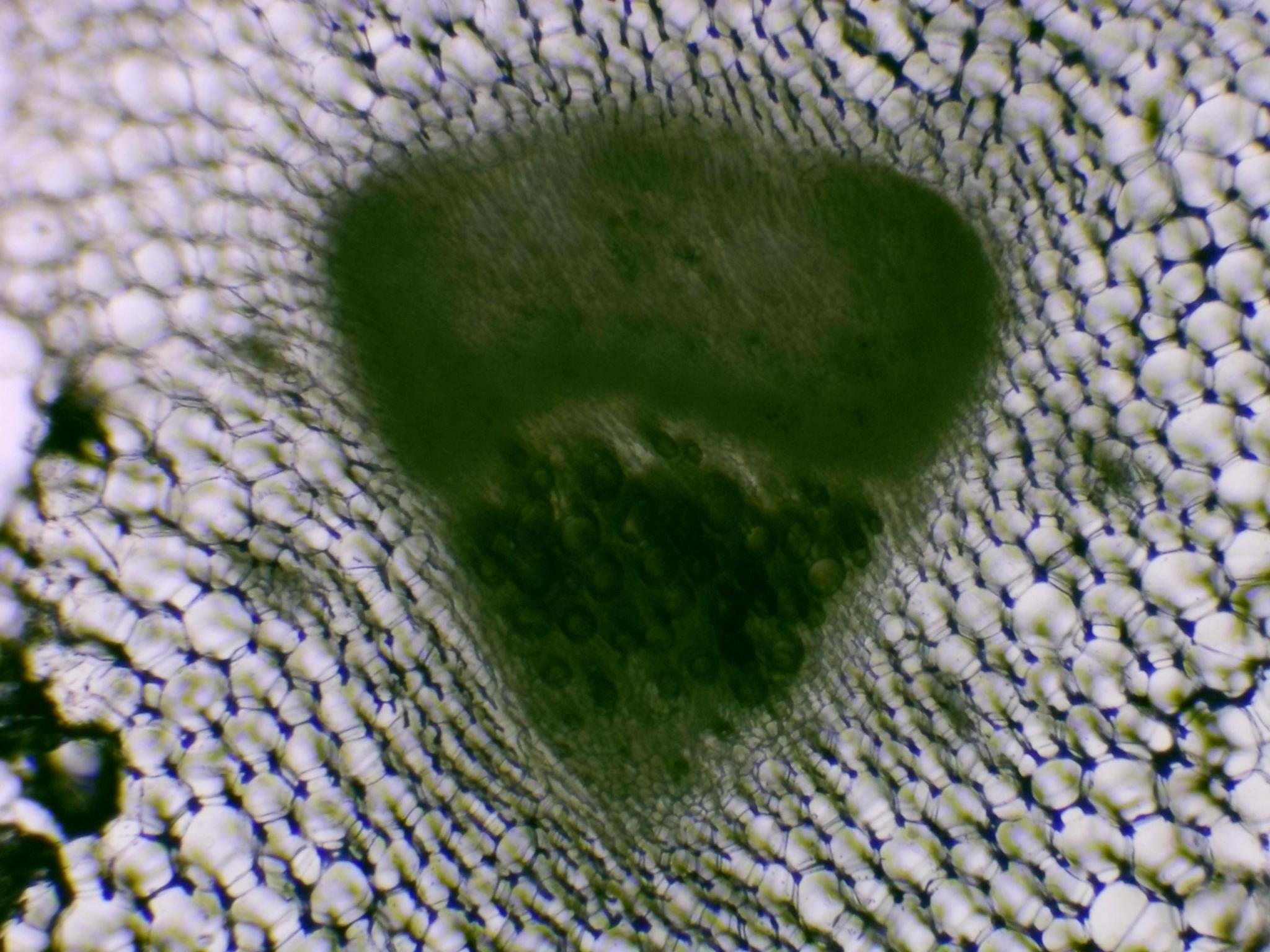 Stem cross section under microscope