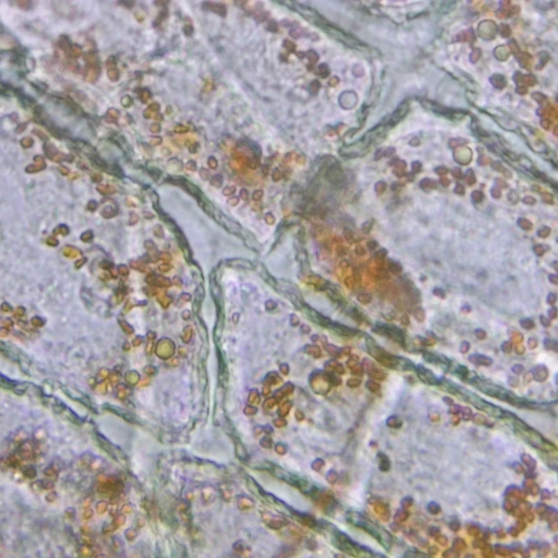 Bell Pepper Epidermis II