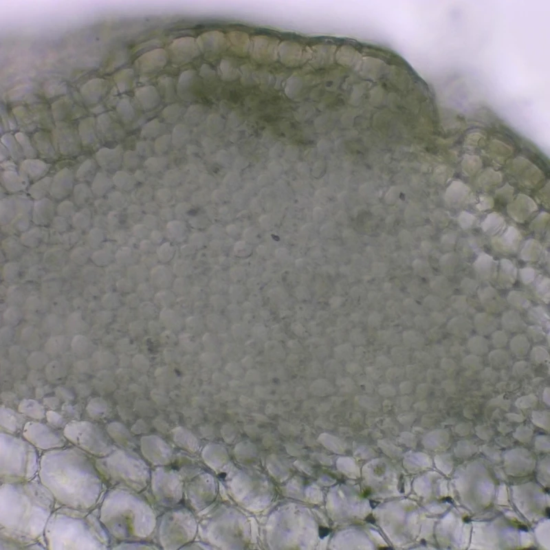 Celery Cross Sections