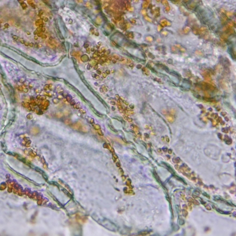 Red Bell Pepper Epidermis